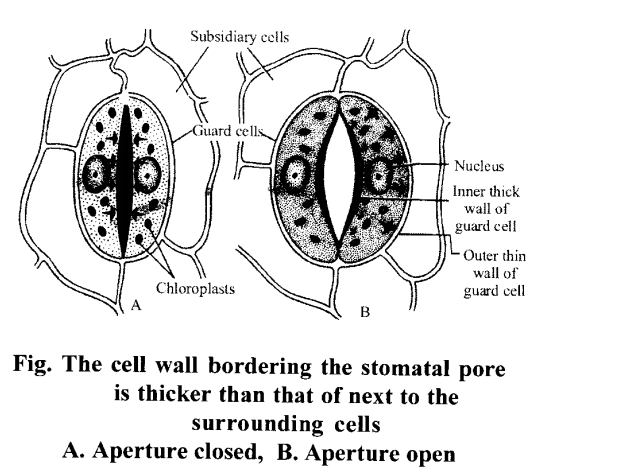 NCERT Solutions for Class 11 Biology Chapter 11 Transport in Plants 13