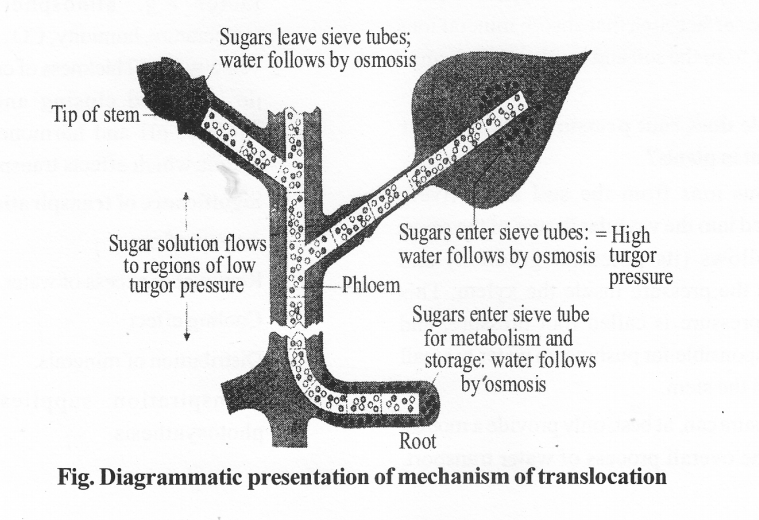 NCERT Solutions for Class 11 Biology Chapter 11 Transport in Plants 8