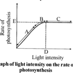 NCERT Solutions for Class 11 Biology Chapter 13 Photosynthesis 1