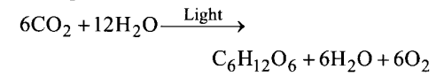 NCERT Solutions for Class 11 Biology Chapter 13 Photosynthesis 5