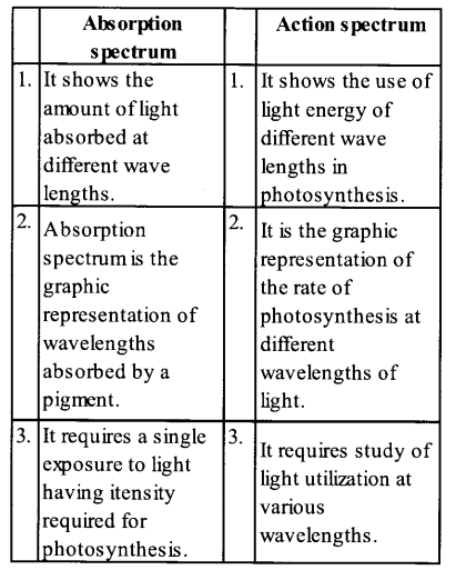 NCERT Solutions for Class 11 Biology Chapter 13 Photosynthesis 6
