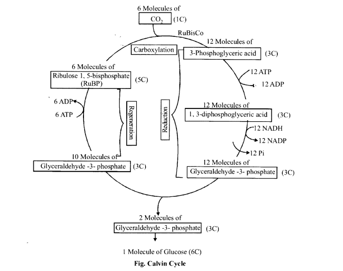 NCERT Solutions for Class 11 Biology Chapter 13 Photosynthesis 8