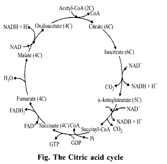 NCERT Solutions for Class 11 Biology Chapter 14 Respiration in Plants 14