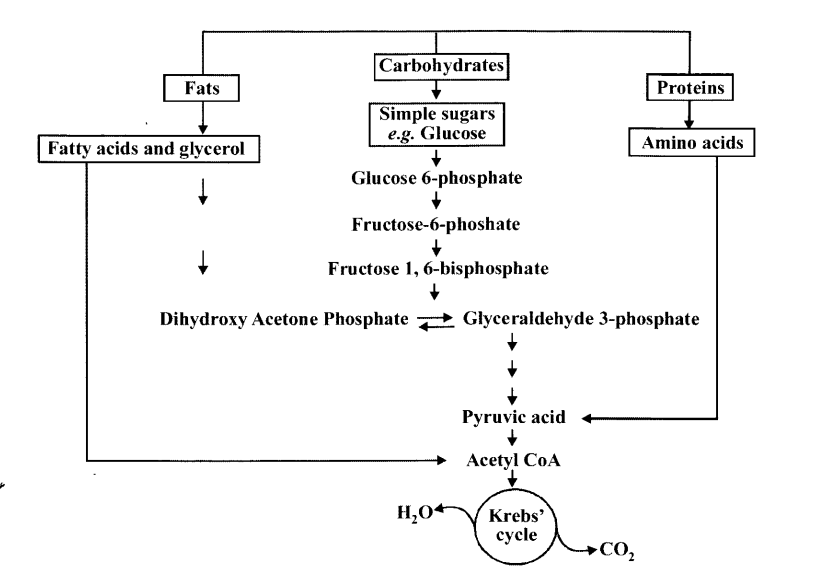 NCERT Solutions for Class 11 Biology Chapter 14 Respiration in Plants 16