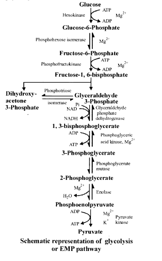 NCERT Solutions for Class 11 Biology Chapter 14 Respiration in Plants NCERT Solutions for Class 11 Biology Chapter 14 Respiration in Plants