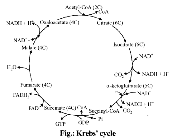 NCERT Solutions for Class 11 Biology Chapter 14 Respiration in Plants 6