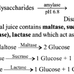 NCERT Solutions for Class 11 Biology Chapter 16 Digestion and Absorption 1