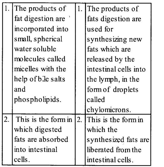 NCERT Solutions for Class 11 Biology Chapter 16 Digestion and Absorption 7