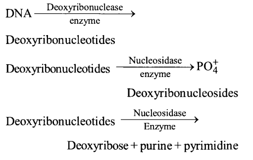 NCERT Solutions for Class 11 Biology Chapter 16 Digestion and Absorption 9