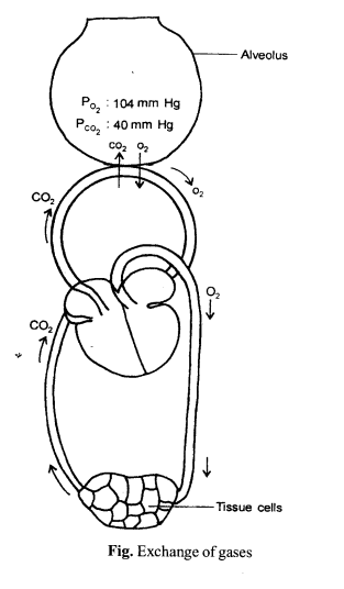 NCERT Solutions for Class 11 Biology Chapter 17 Breathing and Exchange of Gases 8