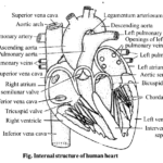 NCERT Solutions for Class 11 Biology Chapter 18 Body Fluids and Circulation 8