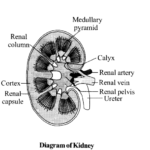 NCERT Solutions for Class 11 Biology Chapter 19 Excretory Products and their Elimination 2