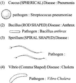 NCERT Solutions for Class 11 Biology Chapter 2 Biological Classification 3