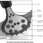 NCERT Solutions for Class 11 Biology Chapter 21 Neural control and co-ordination 12