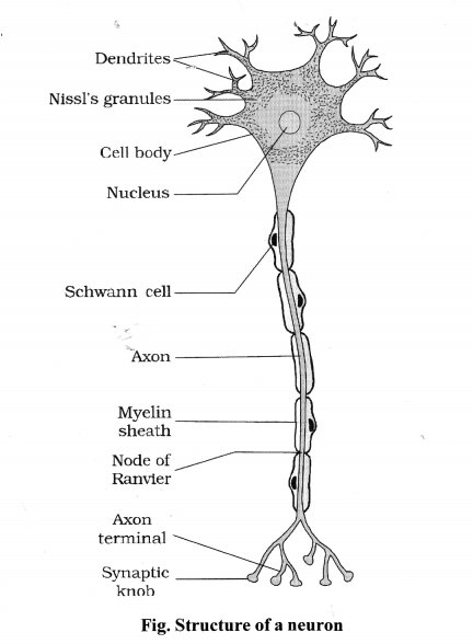 NCERT Solutions for Class 11 Biology Chapter 21 Neural control and co-ordination 6