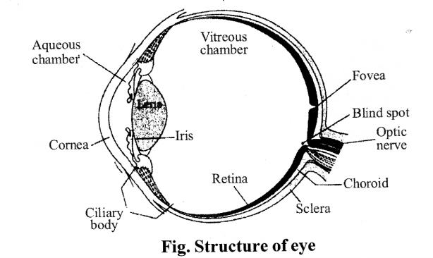 NCERT Solutions for Class 11 Biology Chapter 21 Neural control and co-ordination 8