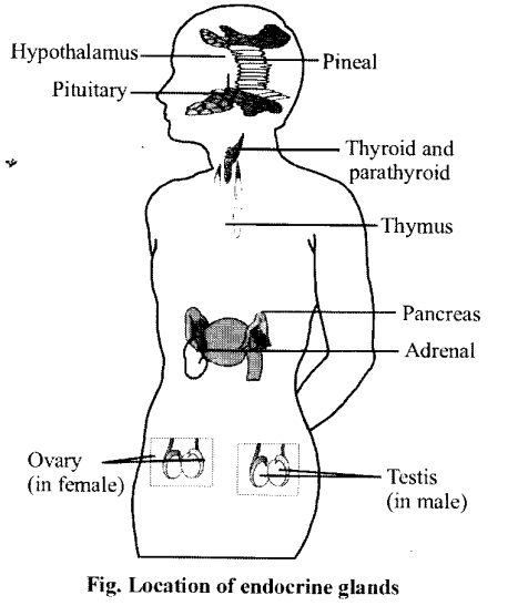 NCERT Solutions for Class 11 Biology Chapter 22 Chemical Coordination and Integration 1