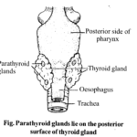 NCERT Solutions for Class 11 Biology Chapter 22 Chemical Coordination and Integration 3