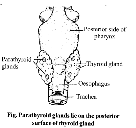 NCERT Solutions for Class 11 Biology Chapter 22 Chemical Coordination and Integration 3