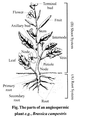NCERT Solutions for Class 11 Biology Chapter 5 Morphology of Flowering Plants 14