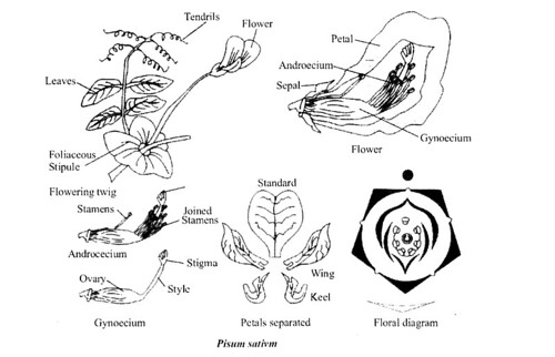 NCERT Solutions for Class 11 Biology Chapter 5 Morphology of Flowering Plants 6