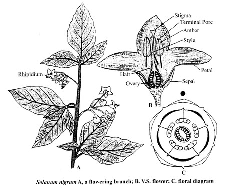 NCERT Solutions for Class 11 Biology Chapter 5 Morphology of Flowering Plants 9