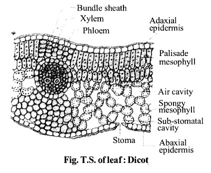 NCERT Solutions for Class 11 Biology Chapter 6 Anatomy of Flowering Plants 10