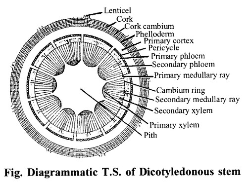 NCERT Solutions for Class 11 Biology Chapter 6 Anatomy of Flowering Plants 2