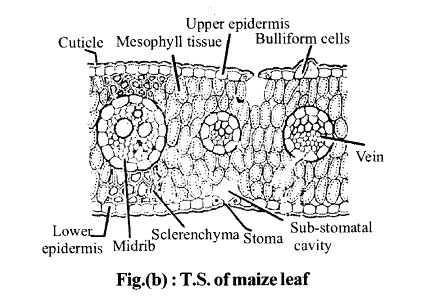 NCERT Solutions for Class 11 Biology Chapter 6 Anatomy of Flowering Plants 8