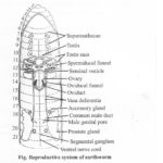 NCERT Solutions for Class 11 Biology Chapter 7 Structural Organization in Animals 1