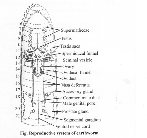 NCERT Solutions for Class 11 Biology Chapter 7 Structural Organization in Animals 1