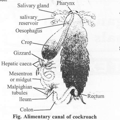 NCERT Solutions for Class 11 Biology Chapter 7 Structural Organization in Animals 2