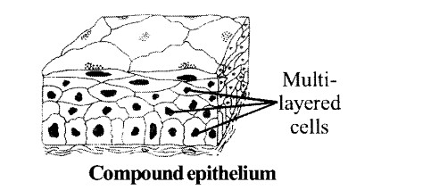 NCERT Solutions for Class 11 Biology Chapter 7 Structural Organization in Animals 6