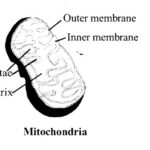 NCERT Solutions for Class 11 Biology Chapter 8 Cell The Unit of Life 1