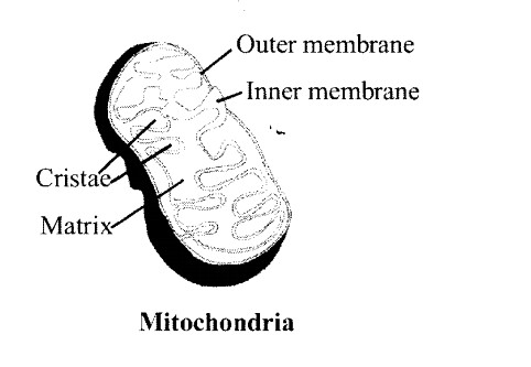 NCERT Solutions for Class 11 Biology Chapter 8 Cell The Unit of Life 1