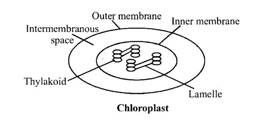 NCERT Solutions for Class 11 Biology Chapter 8 Cell The Unit of Life 2