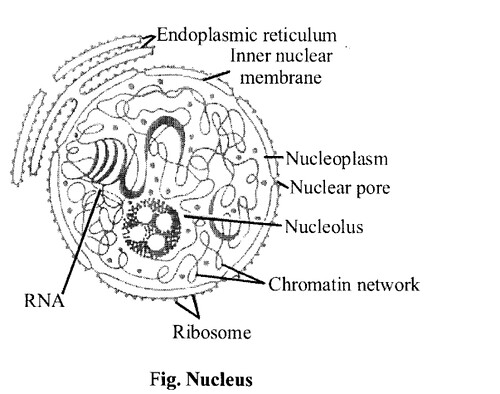 NCERT Solutions for Class 11 Biology Chapter 8 Cell The Unit of Life 3