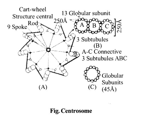 NCERT Solutions for Class 11 Biology Chapter 8 Cell The Unit of Life 4