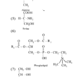 NCERT Solutions for Class 11 Biology Chapter 9 Biomolecules 3