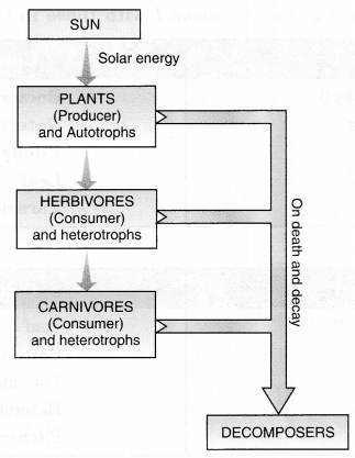 NCERT Solutions for Class 7 Science Chapter 1 Nutrition in Plants Q.5