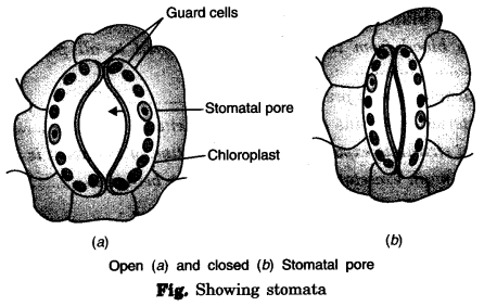 NCERT Solutions for Class 7 Science Chapter 11 Transportation in Animals and Plants Q.6