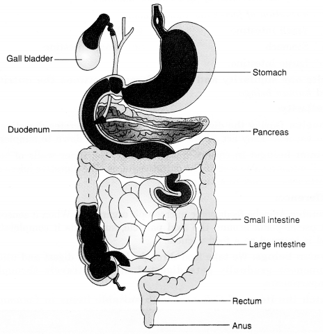NCERT Solutions for Class 7 Science Chapter 2 Nutrition in Animals - CBSE Tuts NCERT Solutions for Class 7 Science Chapter 2 Nutrition in Animals - CBSE Tuts