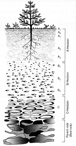 NCERT Solutions for Class 7 Science Chapter 9 Soil Q.7