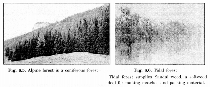 NCERT Solutions for Class 7 Social Science Geography Chapter 6 Natural Vegetation and Wild Life 3