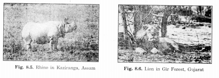 NCERT Solutions for Class 7 Social Science Geography Chapter 8 Human Environment Interactions The Tropical and the Subtropical Region 5