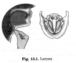 NCERT Solutions for Class 8 Science Chapter 13 Sound 3