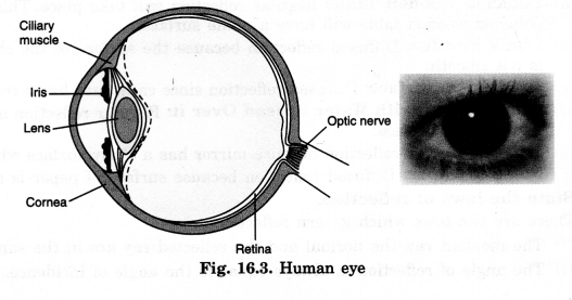 NCERT Solutions for Class 8 Science Chapter 16 Light 2