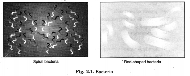 NCERT Solutions for Class 8 Science Chapter 2 Microorganisms Friend and Foe 1