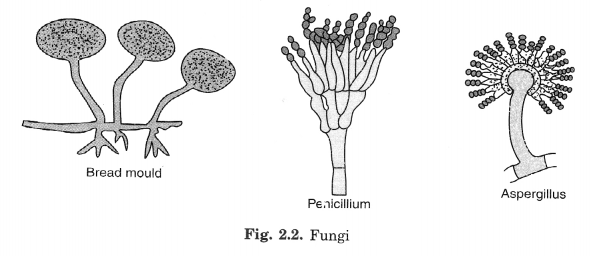 NCERT Solutions for Class 8 Science Chapter 2 Microorganisms Friend and Foe 2