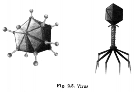 NCERT Solutions for Class 8 Science Chapter 2 Microorganisms Friend and Foe 4